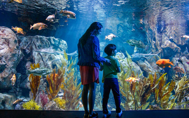 Go City Los Angeles All-Inclusive Pass: Choose 2 to 7 Days ds9CcIL7