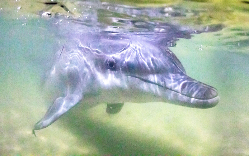 Tangalooma ATV Quad Bike & Dolphin Feeding Experience aCM3dkzw