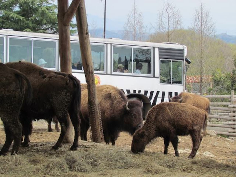 Gunma Safari Park Ticket m2V78Nwh