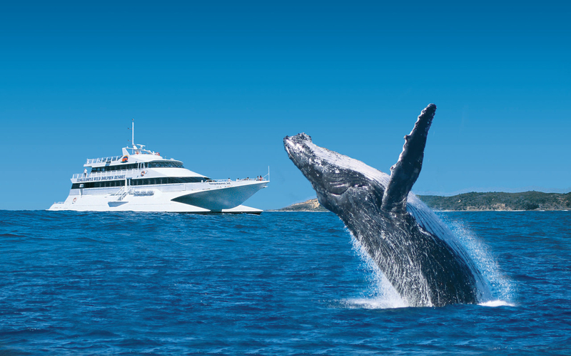 Tangalooma Whale Watching Day Cruise & Dolphin Feeding Experience ACJJgiv4