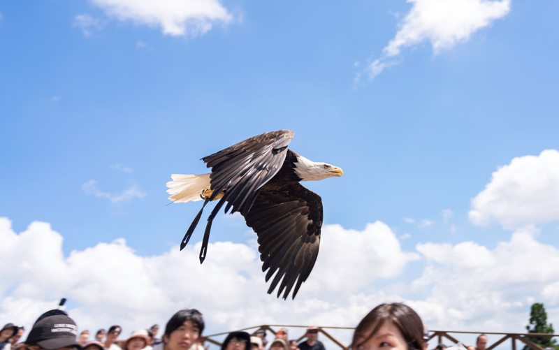 Nasu Animal Kingdom Ticket D1zV32f7
