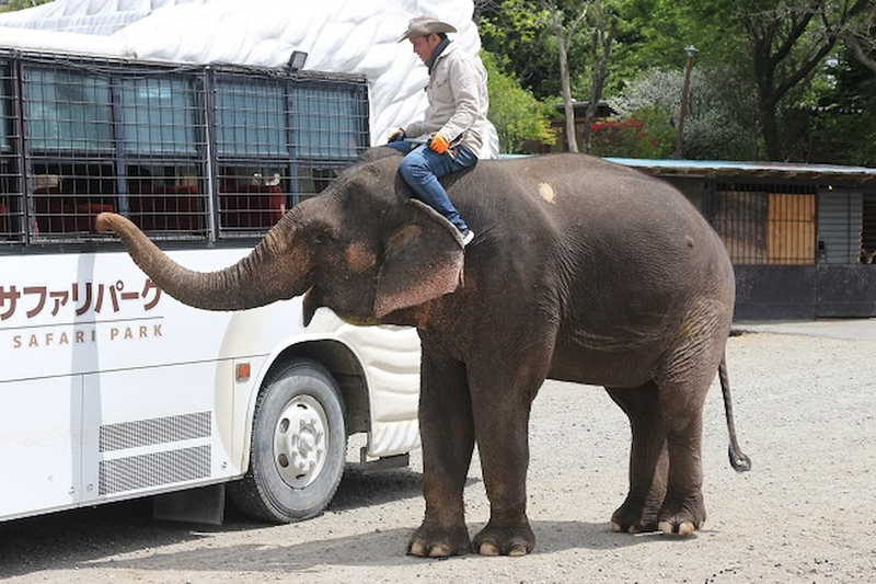 Nasu Safari Park Ticket pL8NputX