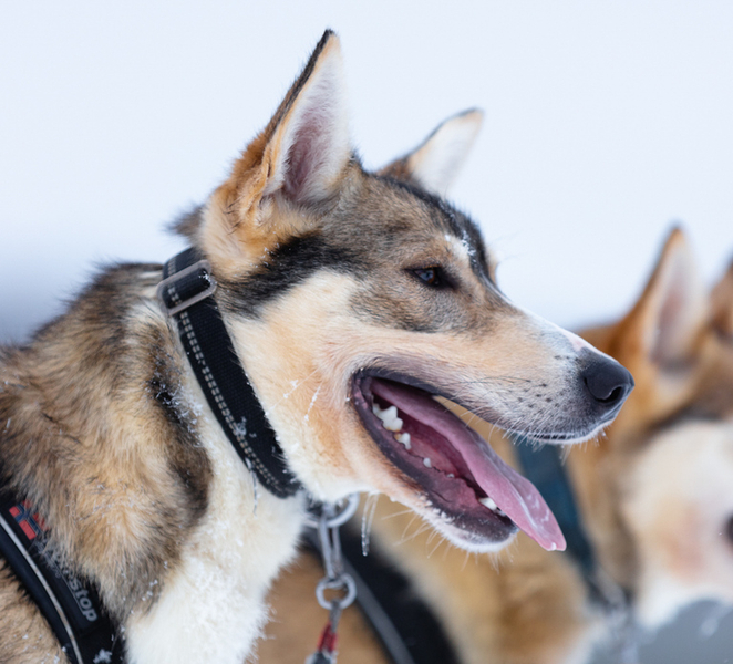 Levi: 7 km Self-Drive Husky Sledding Adventure 1r6QIgvu
