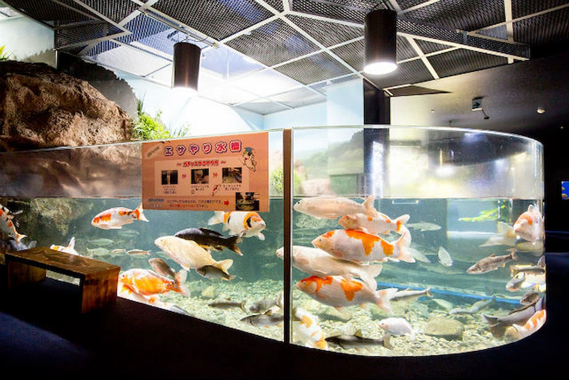 Salmon Hometown Chitose Aquarium Ticket EPBak8cp