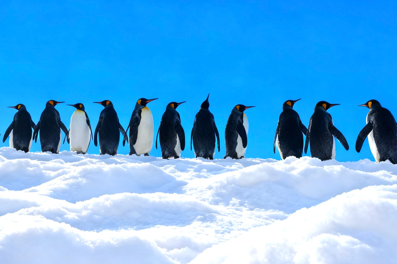 Asahiyama Zoo & Biei Blue Pond & Shirogane Falls or Farm Tomita Day Trip (Departing from Sapporo, Hokkaido, includes original souvenir) N3tRvitu