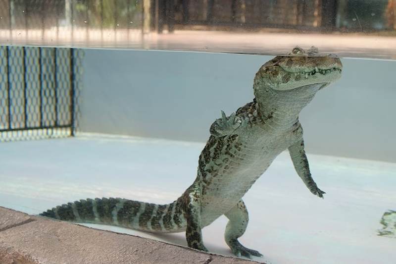 Atagawa Tropical and Alligator Garden Ticket nbsLp0kg