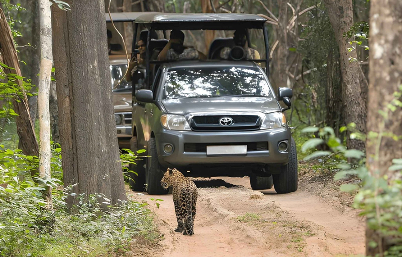 Wilpattu National Park Private Safari RttxRF0J