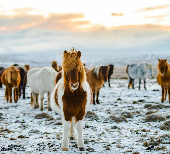 Egilsstaðir: 1,5 hr Private Icelandic Horse Riding Tour tWGdRVJh