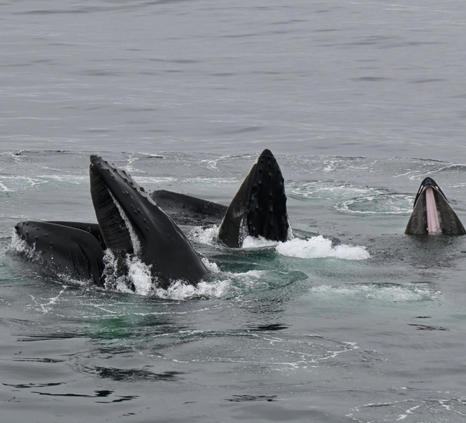 Reykjavik: Whale Watching and Northern Lights Cruise Combo xcadQ3V0