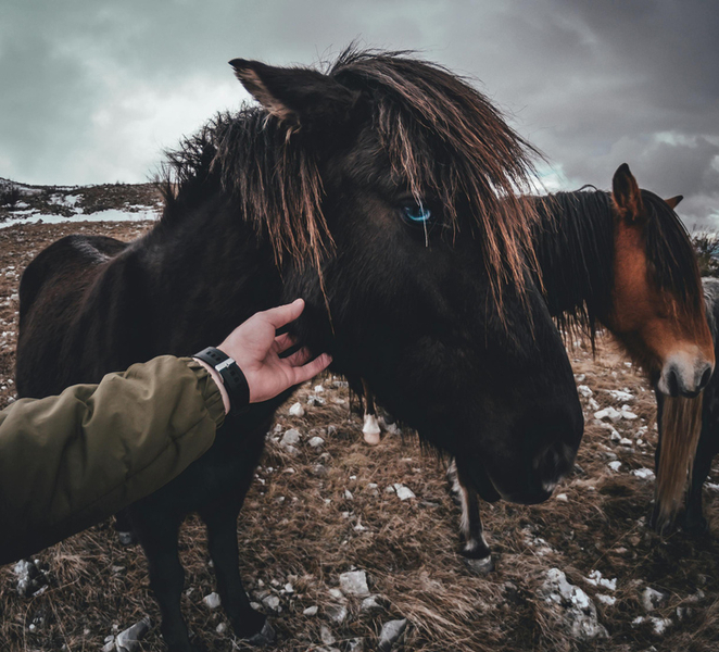Iceland: Ride Reynisfjara’s Iconic Black Sand Beach Wsu967Zo