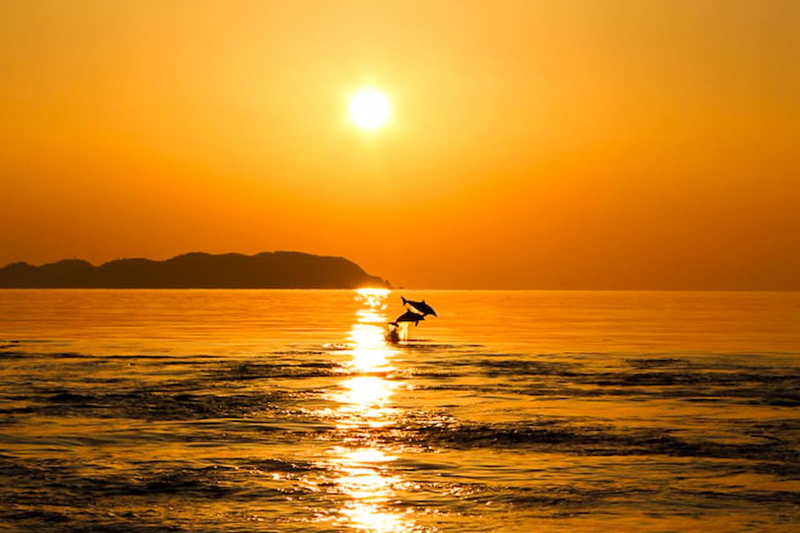 Dolphin Watching Experience in Amakusa dTRTeAs4