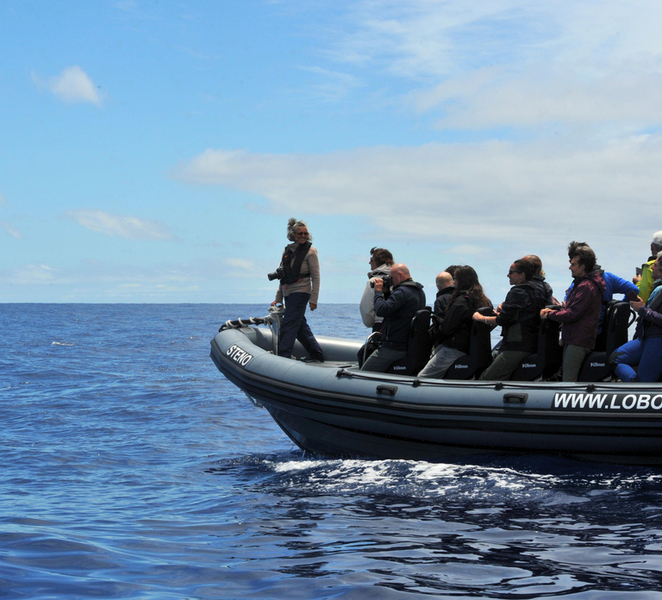 Calheta: Respectful Ocean Wildlife Experience by RIB aHW7yPVG