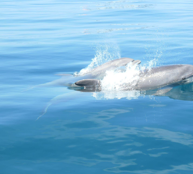 Lagos: Dolphin Watching Tour + Marine Biologist Guide DvMn3OJm