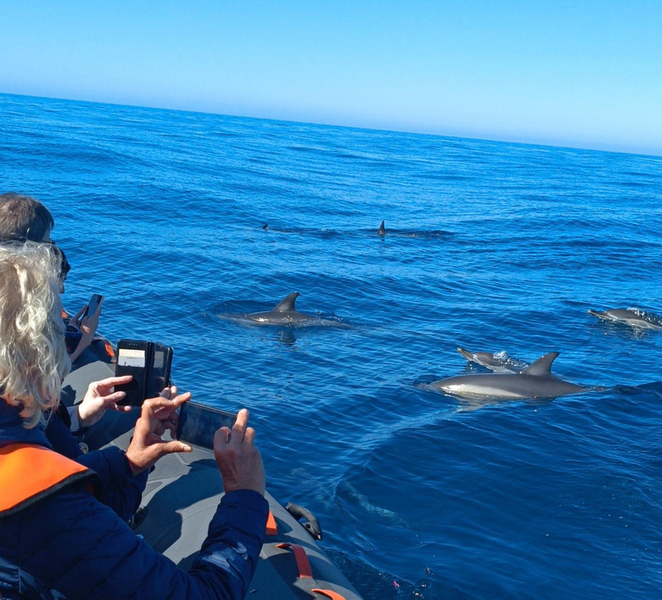 From Faro: Wildlife and Dolphin-Watching Speedboat Tour Deq4PpC4