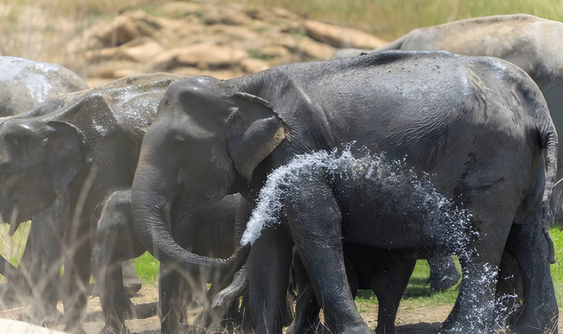 Gal Oya National Park Private Safari PPbFGqgq