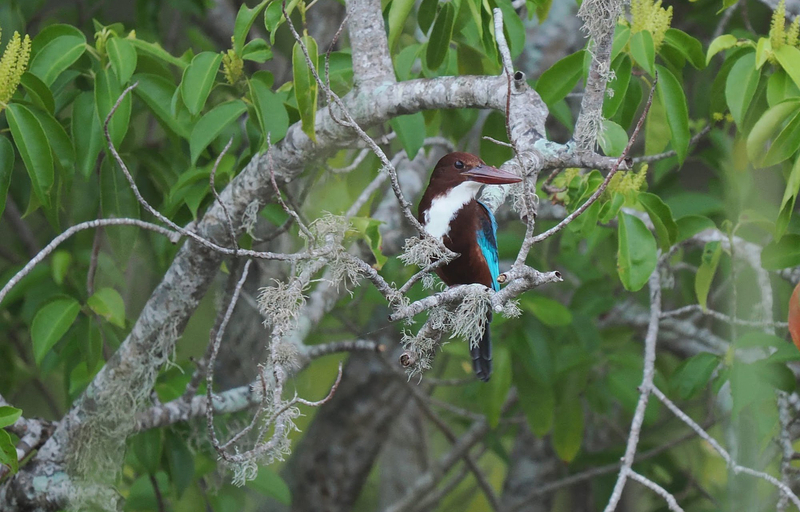 Kalametiya Sanctuary: Bird Watching by Private Boat Tour TAadzddZ