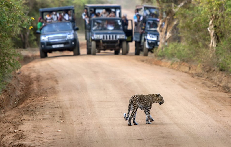 Lunugamvehera National Park Private Safari RS3f79Em