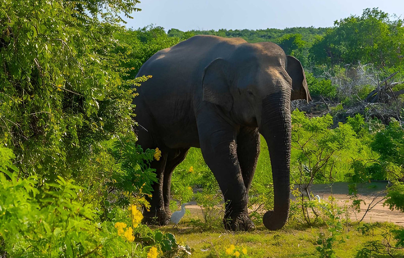 Bundala National Park Private Safari Z1xZJRJw