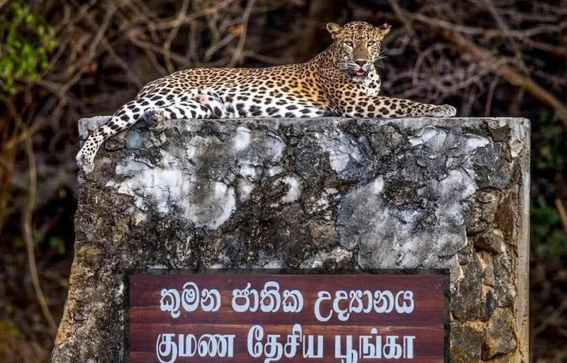 Kumana National Park Private Safari 73knM9yx