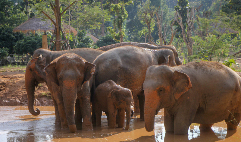 Maerim Elephant Sanctuary Experience in Chiang Mai QG57OU7R