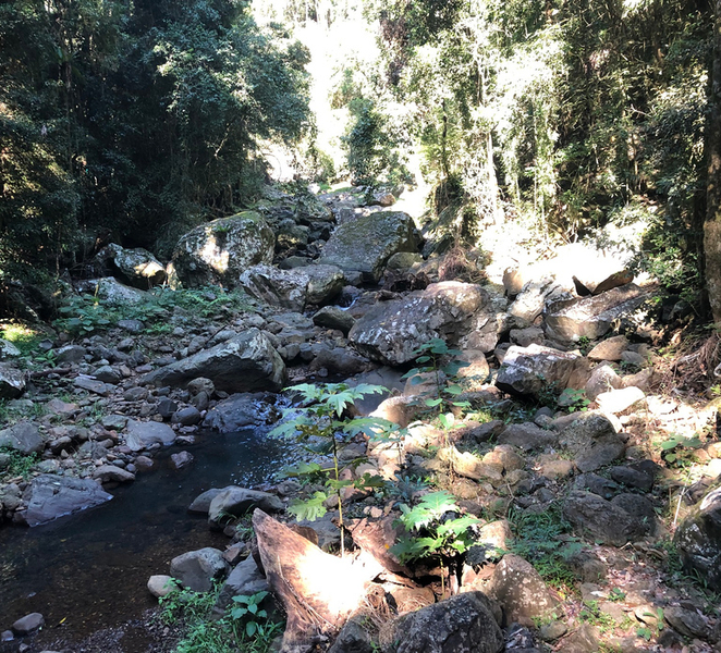 Brisbane: Springbrook and Mt Tamborine Glow Worm and Skywalk 3ZoLLXga