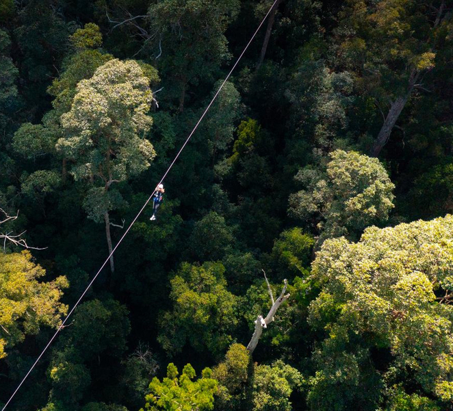 Gold Coast: Tamborine Mountain Canyon Flyer Zipline Tour oDv524fd