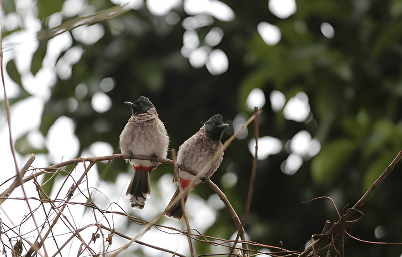 Hurulu Eco Park Private Safari FYc5qlWv