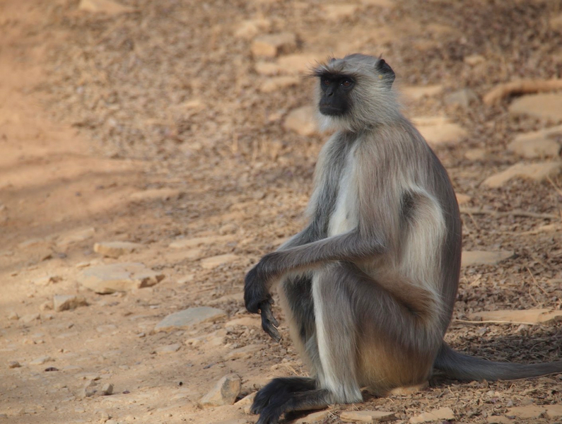From Delhi/ Jaipur: Ranthambore Tiger Safari Day T rip NbQtav7x
