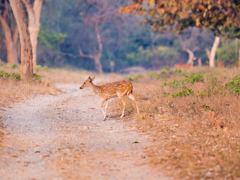 From Delhi/ Jaipur: Sariska Tiger Safari Day Trip oHvGy0ke