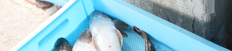 Osaka Sennan Coastal Cycling & Fishing Village Experience oCGcPcFq