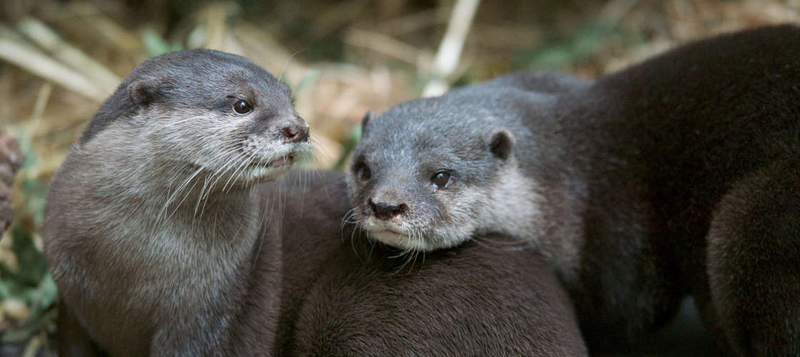 Melbourne Zoo Ticket h8ahKUhG