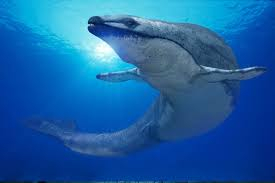 Hurghada Grand Aquarium Marine Life Experience x6PxrjKT