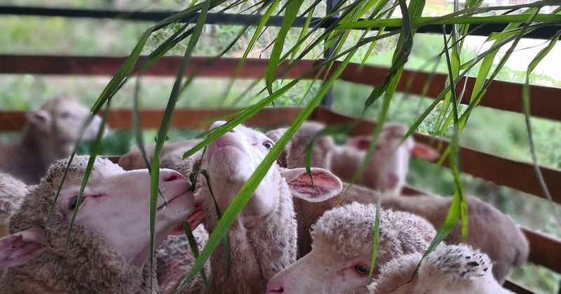 The Sheep Sanctuary Ticket in Cameron Highland 74B9j1RH