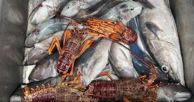 Fishing and Crayfish Trip from Kaikoura syHNvZQe