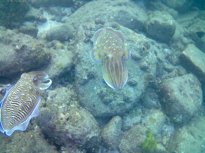 Others 3, Kamala 555, Phuket Island