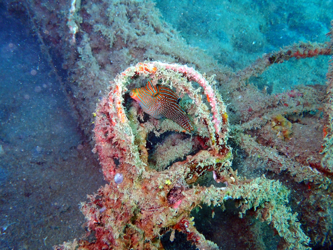 Others, Biorock Homestay & Dive Center Pemuteran, Buleleng