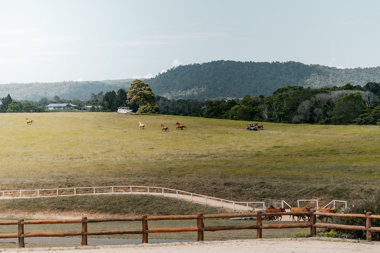 Others 3, Kur- Cow Farm 35 minutes from Cairns CBD, Mareeba