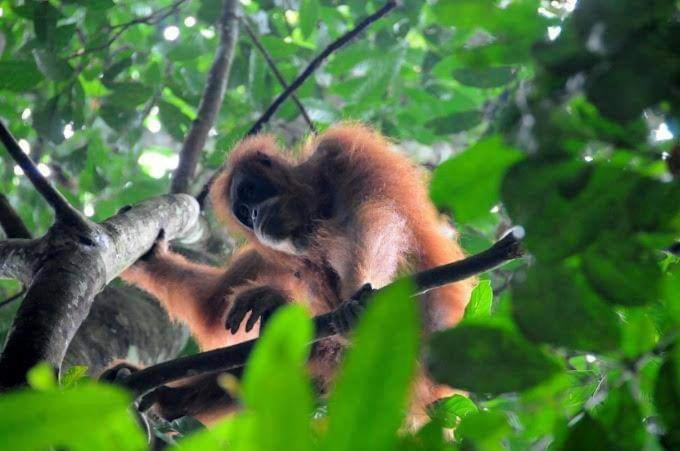 Others 4, Tour & Travel Guide, Langkat