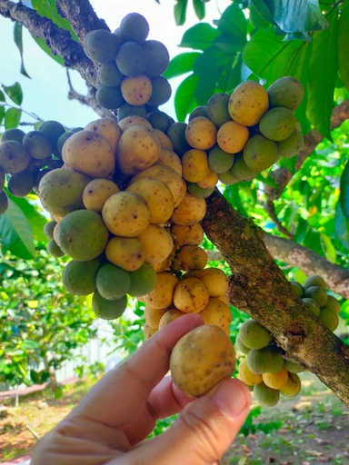 Food & Drinks, VILLA D' KEBUN WITH FREE FRUITS, Alor Gajah
