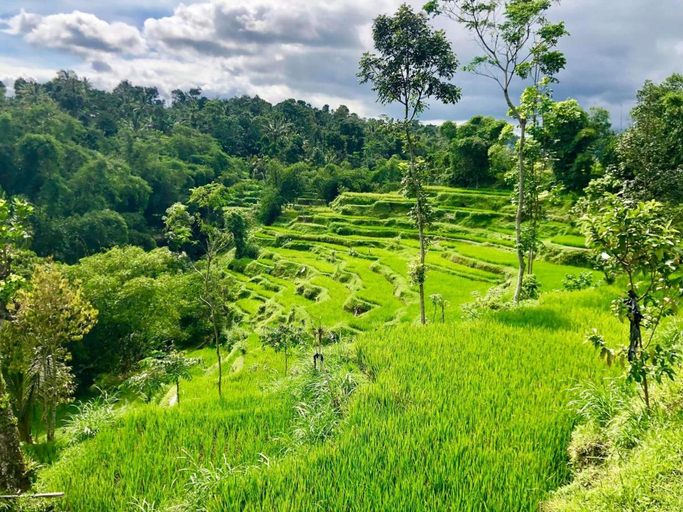 Others 4, Tetebatu Terrace Homestay, Lombok