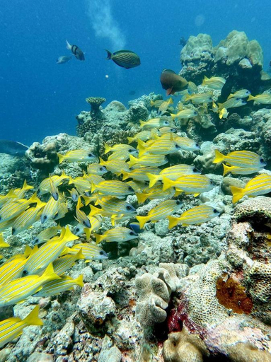Others 5, Unnamed property, Mulaku Atoll