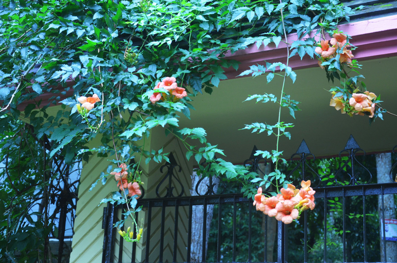 Exterior & Views 3, Lawachara Eco Cottage, Moulvibazar