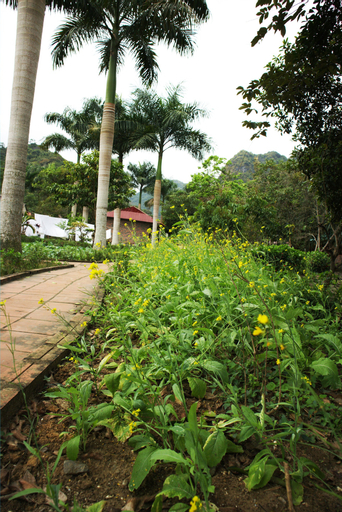 Long Phuong Homestay, Cát Hải