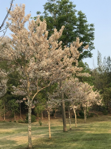 Suan Phueng Pa Wai Resort, Suan Phung