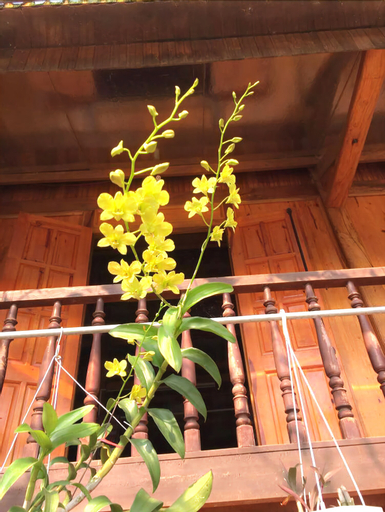 Xoi Homestay Ba Be Lake, Ba Bể