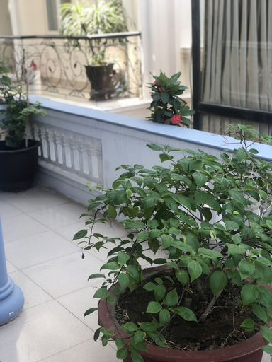 Eva Homestay, Huế