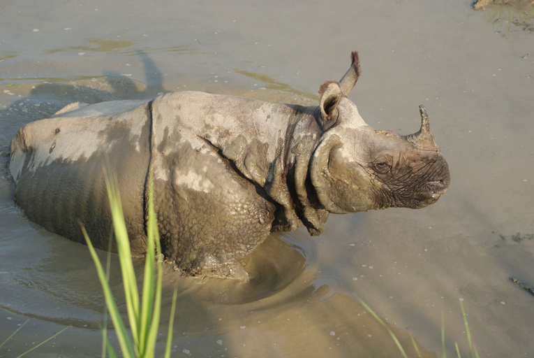Barahi Jungle Lodge, Narayani