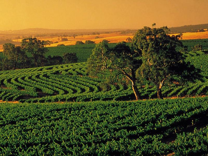 Exterior & Views 5, Country Pleasures Bed & Breakfast, Barossa  - Angaston