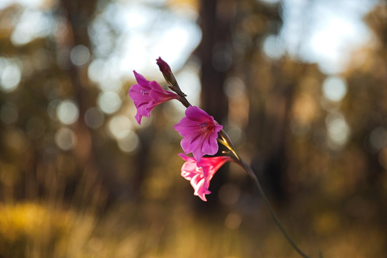 Exterior & Views 2, Amaroo Retreat & Spa, Mundaring