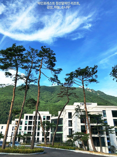 PINE FOREST, Jeongseon